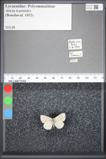 Media type: image;   Entomology 52291